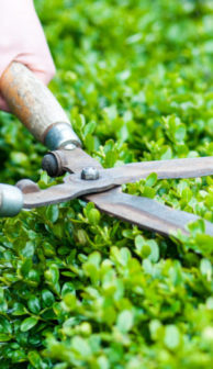 Cutting a hedge with clippers